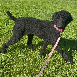 Aqua collar Girl (Darcy) - Black Poodle puppy in Santa Fe, Texas from Greatest Hits Standard Poodles