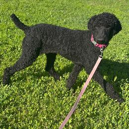 Aqua collar Girl (Darcy) - Black Poodle puppy in Santa Fe, Texas from Greatest Hits Standard Poodles
