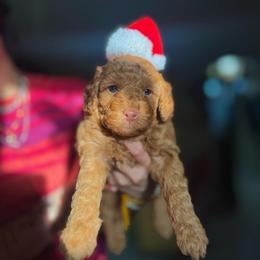 Gracie - Red  female Goldendoodle puppy in Miami, Florida from Milk Drunk Doodles And Poodles