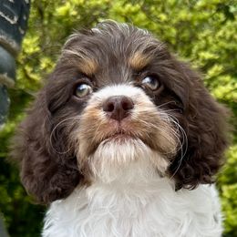 Cross - Tri-color male Cavapoo puppy in Cameron, South Carolina from Sassy Sailor & Company