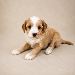 Benji - Red male Cavapoo puppy in Floyd, Virginia from Hearts and Paws Poodles and Doodles