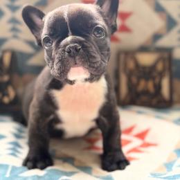 Rocky Road - Brindle male French Bulldog puppy in Washington, Pennsylvania from Crooked Pine French Bulldogs