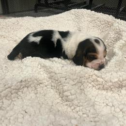 First Little Girl - Black brown and white female Basset Hound puppy in Hurtsboro, Alabama from PARK’s Family Farm