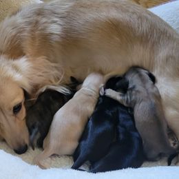 Dachshund Puppies from Rosie Posie Doxies