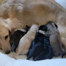 Dachshund Puppies from Rosie Posie Doxies