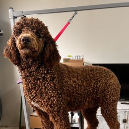 Chili - Poodle
