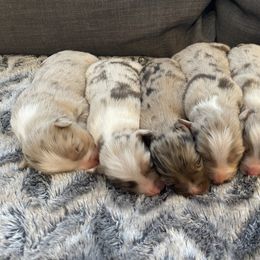 Australian Shepherd Puppies from 3 Crosses Kennels
