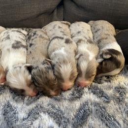 Australian Shepherd Puppies from 3 Crosses Kennels