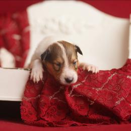 Dutchess temporarily on hold - White female Collie puppy in Blacksburg, Virginia from Blackberry Hills Cattle dogs and Collies