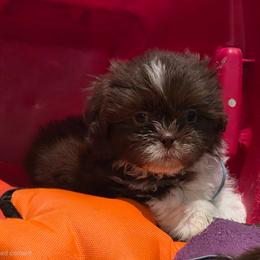 Boy Two light blue collar - Brindle and white male Shih Tzu puppy in New Bern, North Carolina from Kuddly Creatures
