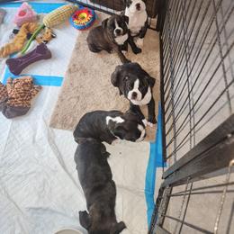 Stanley - Brindle male Companion Cross puppy in Fort Myers, Florida from Legends Frenchton's, French Bulldogs ,Boston Terriers, Reindeer chihuahuas & French Bullhuahua's