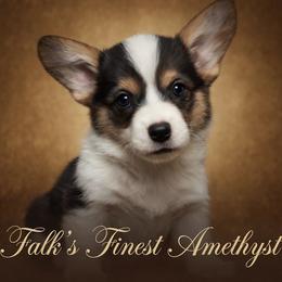 Falk's Finest Amethyst - Black and tan female Pembroke Welsh Corgi puppy in Marinette, Wisconsin from Falk's Finest Corgis