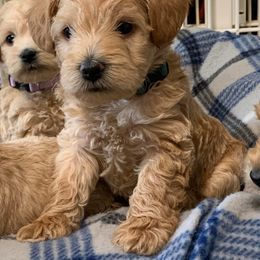 Schnoodle Puppies from Growing Puppies