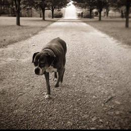 Boxers from Cross Creek Boxers