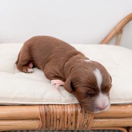 Cookie - Red female Cavapoo puppy in Apache Junction, Arizona from Coffey House Doodles