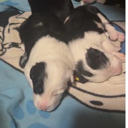 June - Black and white female Border Collie puppy in Lebanon, Oregon from Cahill’s Canines