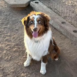 Ace - Australian Shepherd