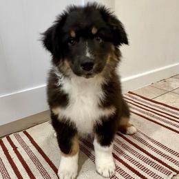 Frank - Black tri-color male Australian Shepherd puppy in Preston, Idaho from KC Bar Ranch Aussies