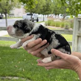 Bernedoodle puppies from Perfect Bernedoodles