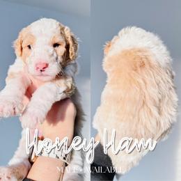 Honey Ham - Fawn and white male Sheepadoodle puppy in Republic, Missouri from DOOD & Co