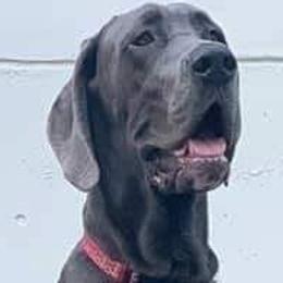 Great Danes from Danny's Danes