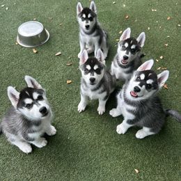 Siberian Husky Puppies from Kardrovi Siberians