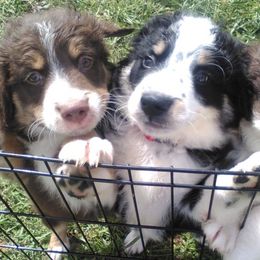 Australian Shepherd Puppies from Bar-F Kennels