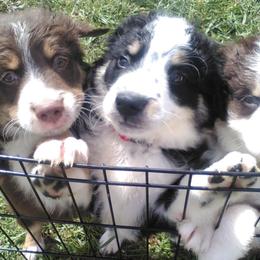 Australian Shepherd Puppies from Bar-F Kennels