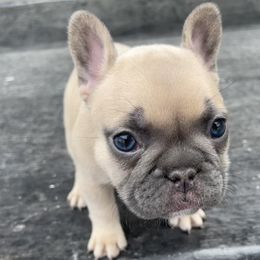 French Bulldog Puppies from Blue Lotus Frenchies