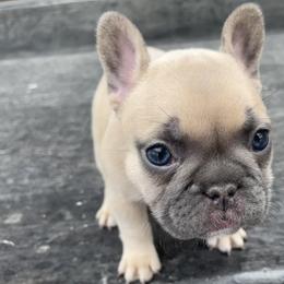 French Bulldog Puppies from Blue Lotus Frenchies