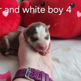Copper and White Boy 4 - Brown and white male Siberian Husky puppy in Jonesboro, Arkansas from L & A Animal House Siberian Huskies