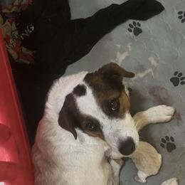 Daisy - Jack Russell Terrier