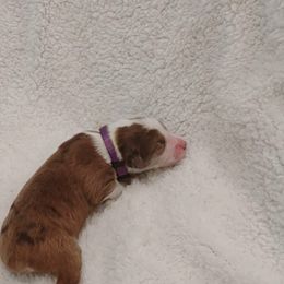 Aussiedoodle Puppies from Southern Charm Doodles