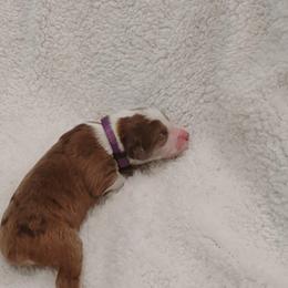 Aussiedoodle Puppies from Southern Charm Doodles
