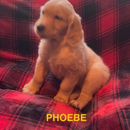 PHOEBE-GREY COLLAR - Dark golden female Golden Retriever puppy in Berea, Kentucky from Lucky Golden Ranch
