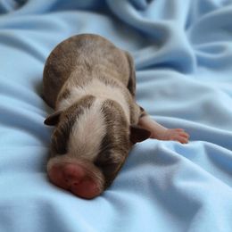 Blue boy 3 Boston - Blue male Boston Terrier puppy in Salisbury, North Carolina from P3 Boston Terriers in NC