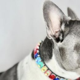 French Bulldogs from Coeur D Alene Kennels