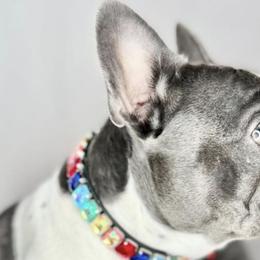 French Bulldogs from Coeur D Alene Kennels
