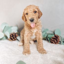 Goldendoodle Puppies from Summer Sun Doodles