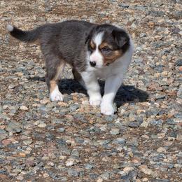 Mesa - Blue merle female Border Collie puppy in Chino Valley, Arizona from Dog Pond Border Collies