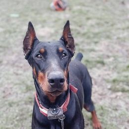 Doberman Pinschers from Get a Grip Dobermans
