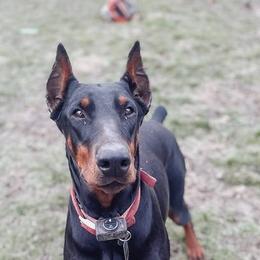 Doberman Pinschers from Get a Grip Dobermans