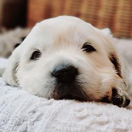 Girl 1 - Light golden female Golden Retriever puppy in Hamilton, Ohio from Indy's God Given Goldens