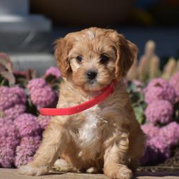 Crystal - Red female Cavapoo puppy in Gap, Pennsylvania from Country View Puppies ( License 18816)