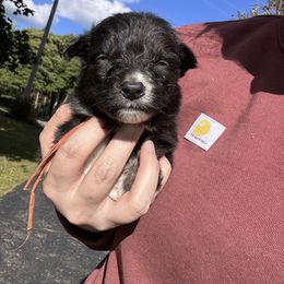 Zephyr - Black tri-color male Australian Shepherd puppy in Kalamazoo County, Michigan from Loveland Kennels