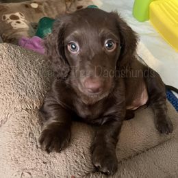 Dachshund Puppies from Piper’s Tree Dachshunds