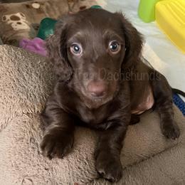 Dachshund Puppies from Piper’s Tree Dachshunds