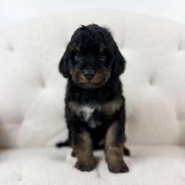 Olympus - Phantom male Goldendoodle puppy in Sedona, Arizona from Garside Doodles