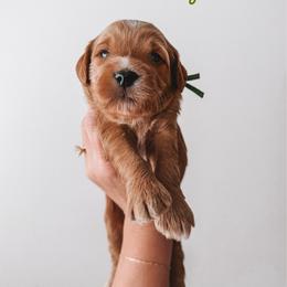 Hickory (Green) - Red  male Goldendoodle puppy in Beaverton, Oregon from Henry Elliots