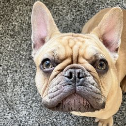 Reese - Tricolors French Bulldog puppy in Crystal Lake, Illinois from Breyer’s French Bulldogs
